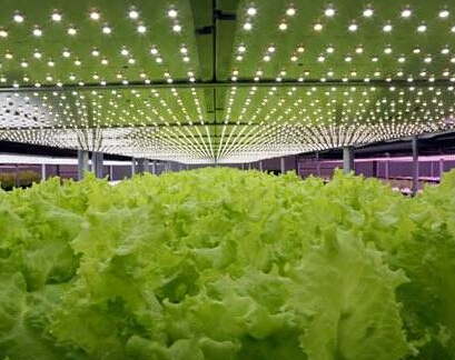 Intelligent LED plant factory helps Xinjiang's agricultural development